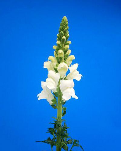 White Cannes Snapdragon - ANTIRRHINUM MAJUS