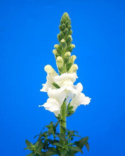 White Orleans Snapdragon - ANTIRRHINUM MAJUS