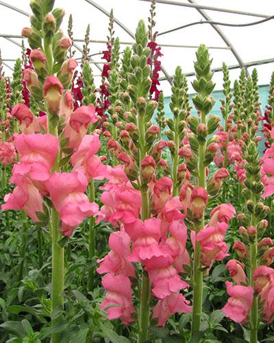 Rose Cadavid Snapdragon - ANTIRRHINUM MAJUS