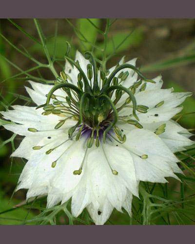 White Nigella - NIGELLA DAMASENA