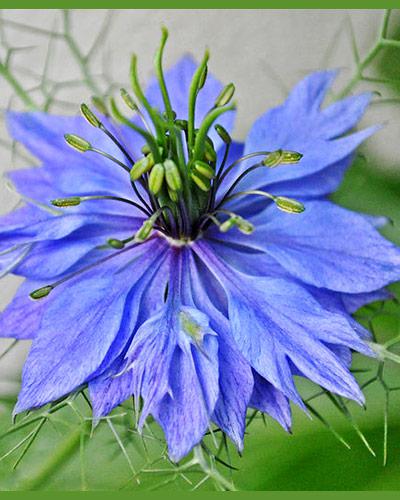 Blue Nigella - NIGELLA DAMASENA