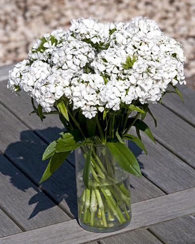 White Hollandia - DIANTHUS BARBATUS