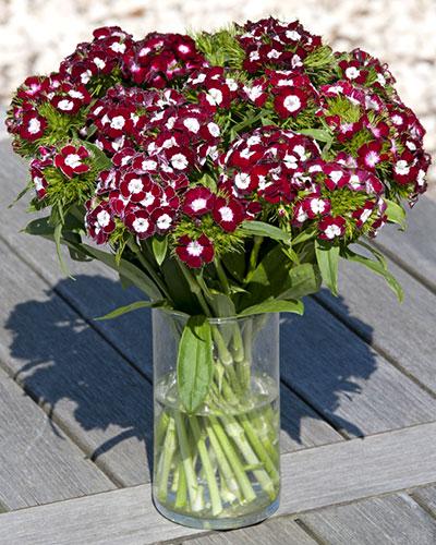 Dark Red Hollandia - Homeland - DIANTHUS BARBATUS