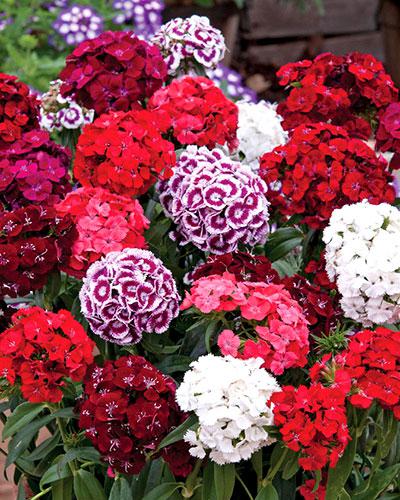 Mixed Sweet - DIANTHUS BARBATUS