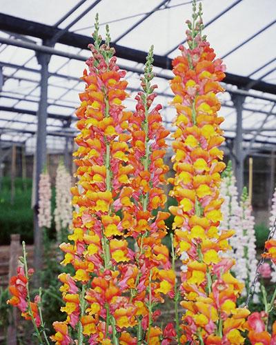 Orange Moliere Snapdragon - ANTIRRHINUM MAJUS