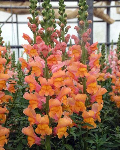 Orange Rousseau Snapdragon - ANTIRRHINUM MAJUS