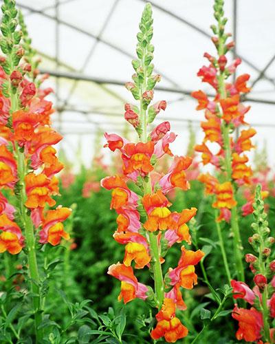 Orange Dumas (Voltaire) Snapdragon - ANTIRRHINUM MAJUS