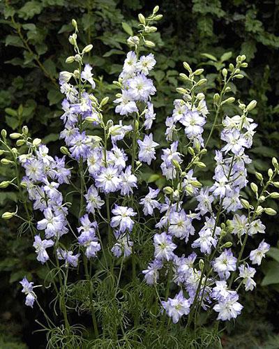 Light Blue Imperial Larskpure - DELPHINIUM CONSOLIDA