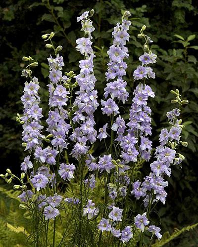 Lilac Imperial Larskpure - DELPHINIUM CONSOLIDA