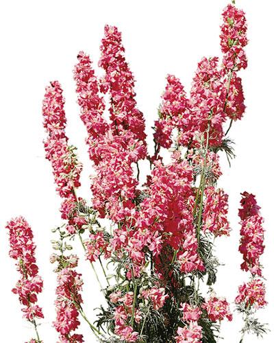 Salmon Imperial Larskpure - DELPHINIUM CONSOLIDA