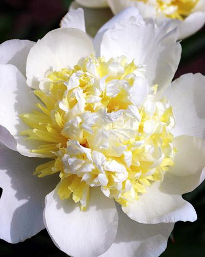 Paeonia Bridal Shower - PAEONIA LACTIFLORA