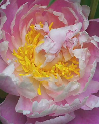 Paeonia herbacée Fontijn - PAEONIA LACTIFLORA