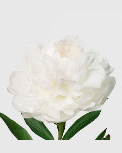 Paeonia Claude Tain - PAEONIA LACTIFLORA