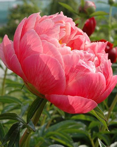 Paeonia Coral Charm - PAEONIA LACTIFLORA