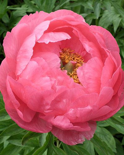 Paeonia Cytherea - PAEONIA LACTIFLORA