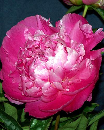 Paeonia Jacorma - PAEONIA LACTIFLORA