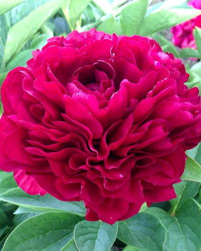 Paeonia Old Faithfull - PAEONIA LACTIFLORA