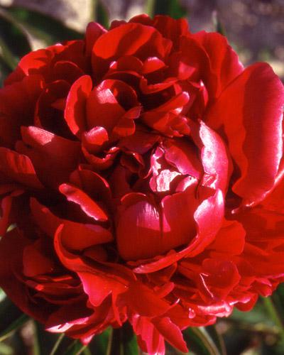 Paeonia Peter Brand - PAEONIA LACTIFLORA