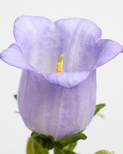 Lavender Campanula Champion Plant - CAMPANULA