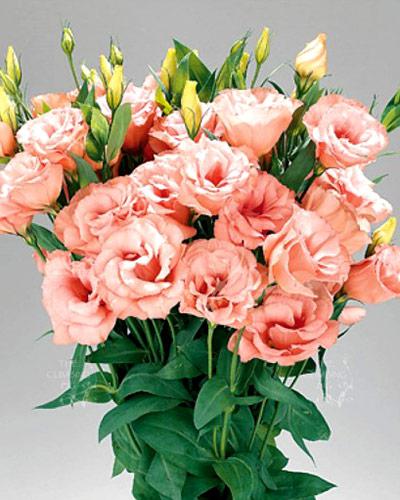 Apricot 2 Arena Lisianthus Plant - EUSTOMA GRANDIFLORUM