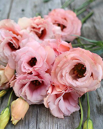 Apricot 3 Arena Lisianthus Plant - EUSTOMA GRANDIFLORUM
