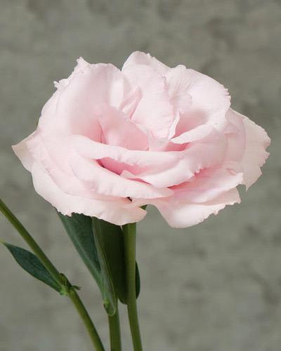Baby Pink 3 Arena Lisianthus Plant - EUSTOMA GRANDIFLORUM