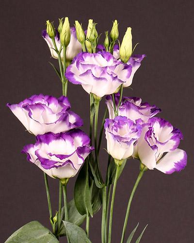 Blue Picotee 3 Arena Lisianthus Plant - EUSTOMA GRANDIFLORUM