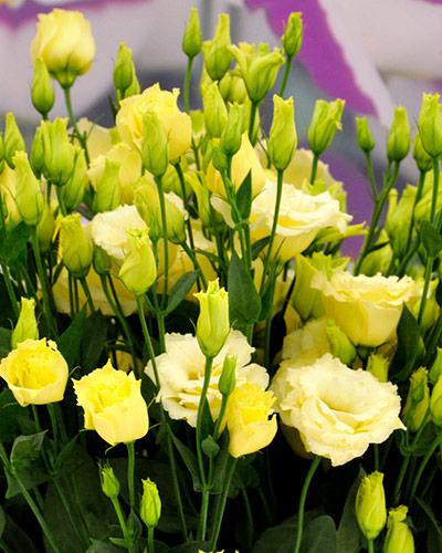 Gold 3 Arena Lisianthus Plant - EUSTOMA GRANDIFLORUM