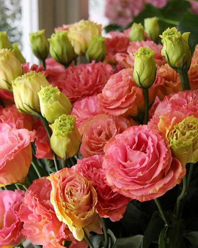 Champagne 3 Aube Cocktail Lisianthus Plant - EUSTOMA GRANDIFLORUM