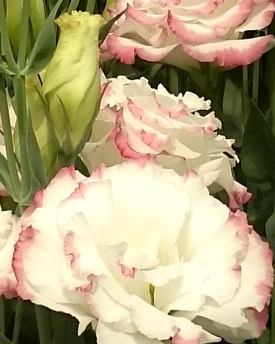 Pink Picotee 3 Aube Cocktail Lisianthus Plant - EUSTOMA GRANDIFLORUM