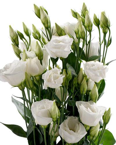 White Picotee 3-4 Cessna Lisianthus Plant - EUSTOMA GRANDIFLORUM