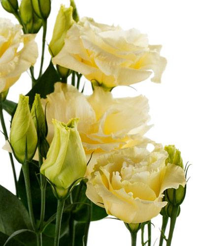 Yellow 3-4 Cessna Lisianthus Plant - EUSTOMA GRANDIFLORUM