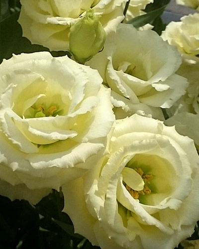 Yellow 3 Croma Lisianthus Plant - EUSTOMA GRANDIFLORUM