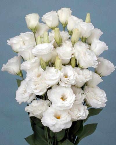 White 2 Lisianthus Jasny Plant - EUSTOMA GRANDIFLORUM