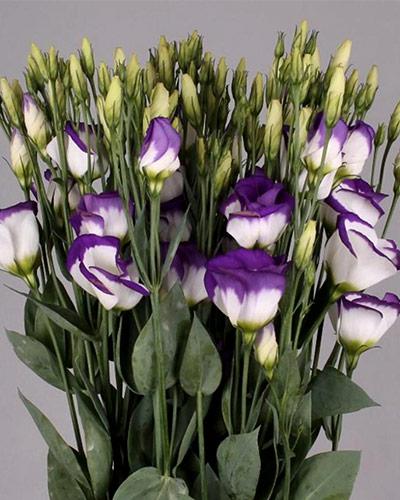Purple picotee 2 Vulcan Lisianthus Plant - EUSTOMA GRANDIFLORUM