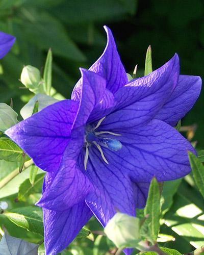 Blue Hakone Platycodon - PLATYCODON GRANDIFLORA