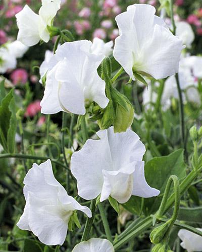White Mammouth Lathyrus - LATHYRUS ODORATUS