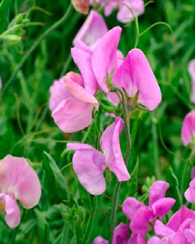 Lavender Mammouth Lathyrus - LATHYRUS ODORATUS