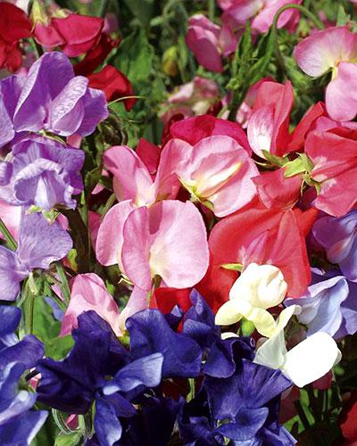 Mixed Mammouth Lathyrus - LATHYRUS ODORATUS