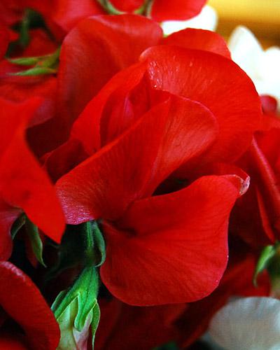 Fire Mammouth Lathyrus - LATHYRUS ODORATUS