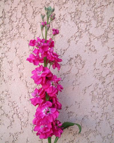 Red Carmine Prouesse Stock - MATTHIOLA INCANA