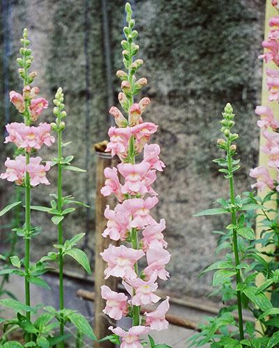 Rose Musset Snapdragon- ANTIRRHINUM MAJUS