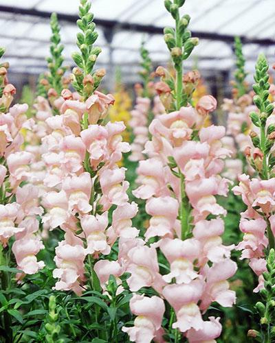 Rose Pascal Snapdragon - ANTIRRHINUM MAJUS