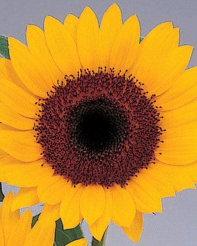 Sun Bright Helianthus - HELIANTHUS ANNUS