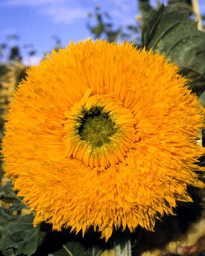 Sun King Helianthus - HELIANTHUS ANNUS