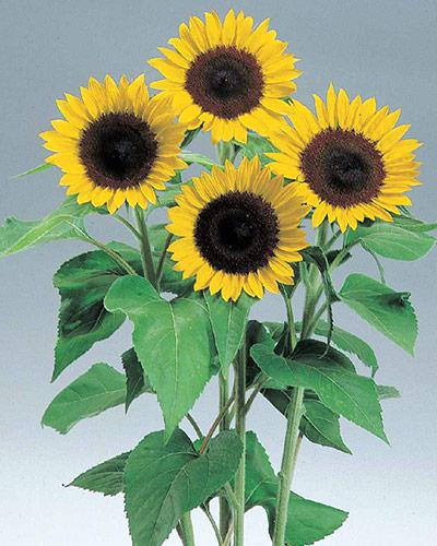 Sunrich Lemon Helianthus - HELIANTHUS ANNUS