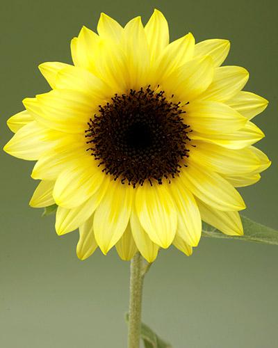 Sunrich Limoncello Helianthus- HELIANTHUS ANNUS