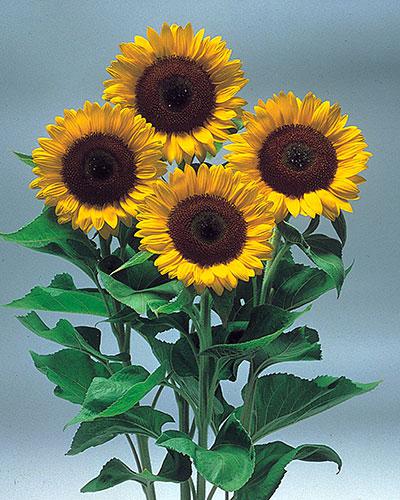 Sunrich orange DMR Helianthus - HELIANTHUS ANNUS