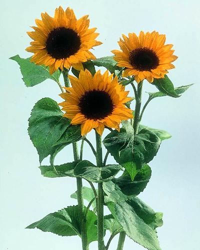 Sunrich Orange Helianthus - HELIANTHUS ANNUS