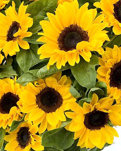 Vincent Choice Helianthus - HELIANTHUS ANNUS